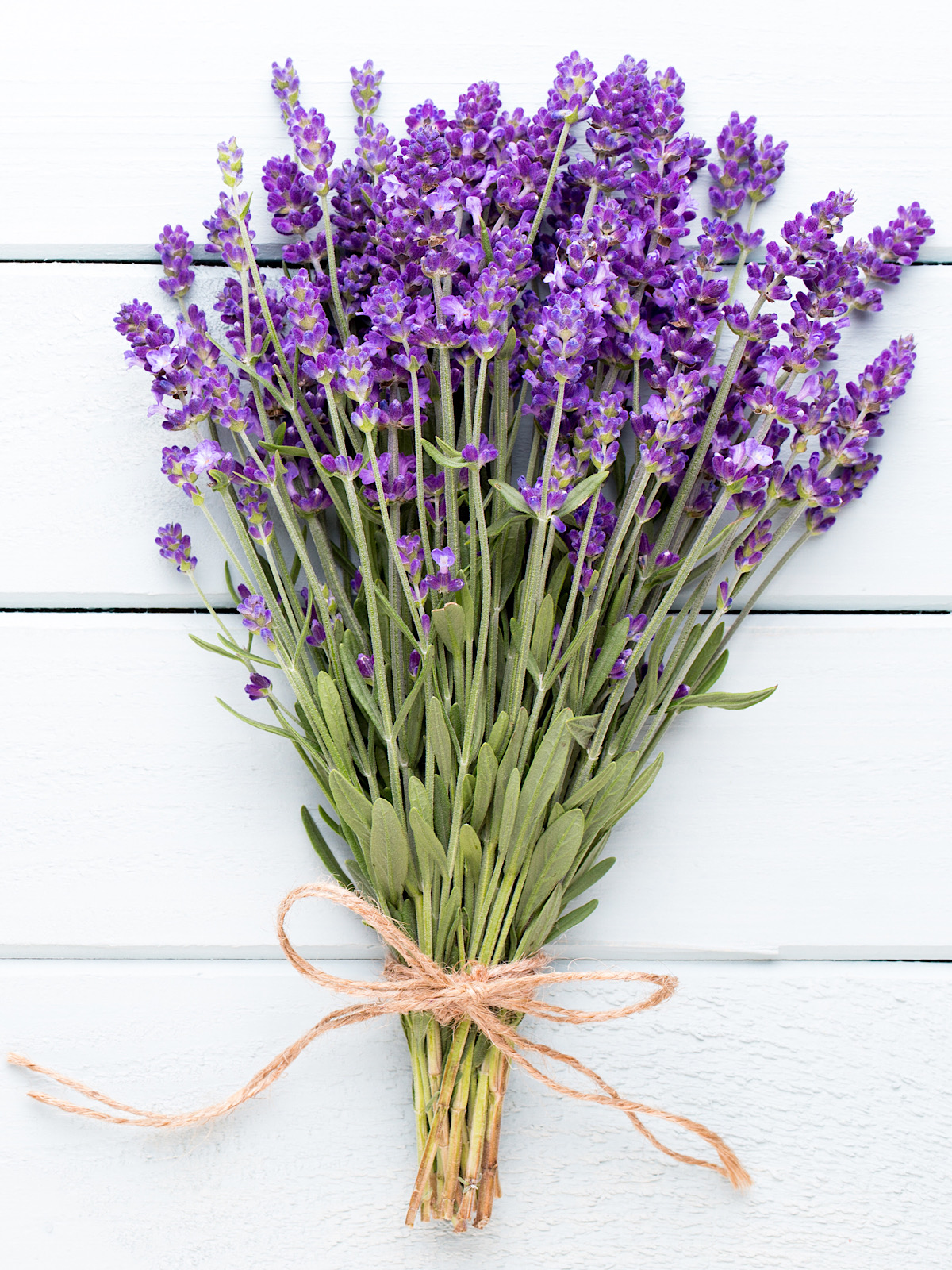 Lavender Flowers