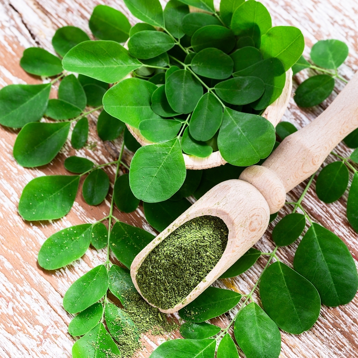 Moringa